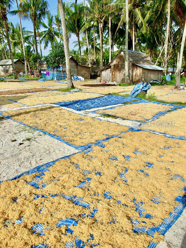 海藻养殖场- Nusa Lembongan